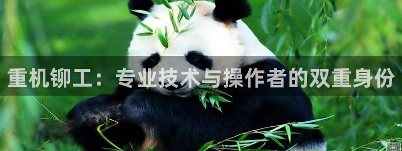 头号玩家龙八国际网址