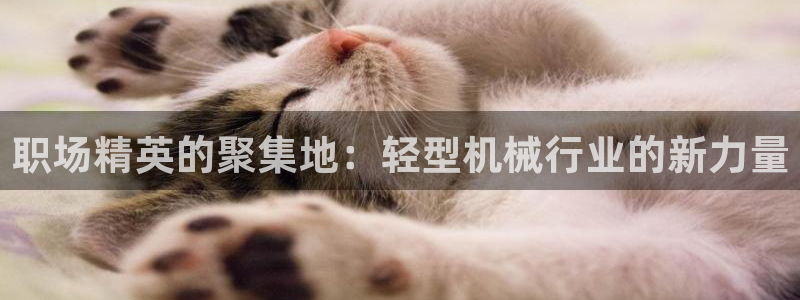 龙八国际有限责任公司